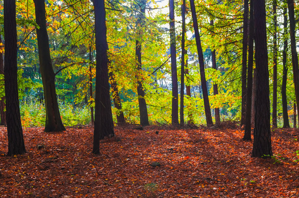 秋天的深处森林树木五颜六色的树叶