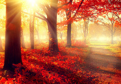秋天的公园，在阳光下