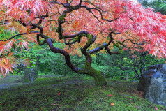 老枫树在日本花园