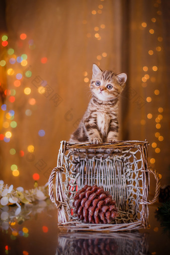 英国小猫，圣诞节和新年图片