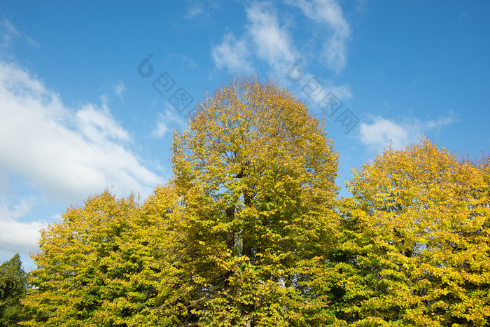 在秋天期间 buttonwoods 秋天梧桐