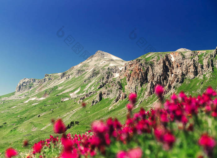 紫色的花朵在山坡上，在山的风景