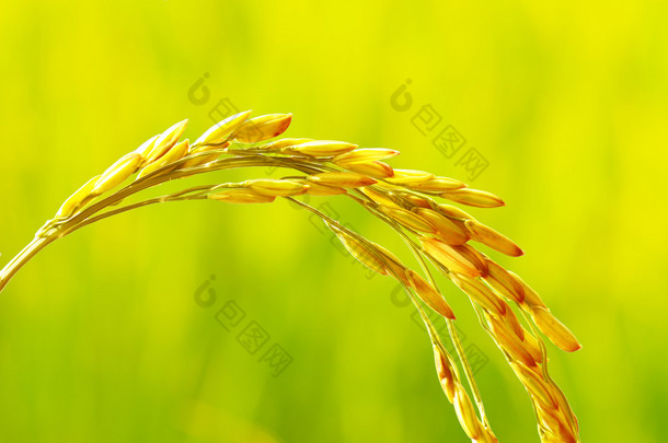 在清迈的稻田