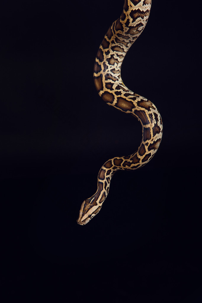 tiger python, black and yellow, against black background 