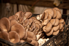 收集的牡蛎蘑菇，蘑菇农场