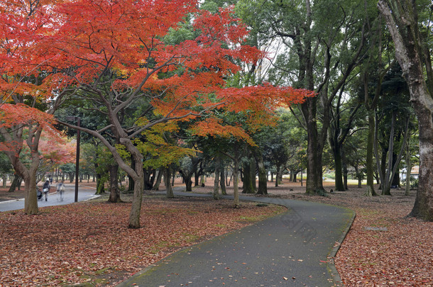 日本枫树在<strong>秋天</strong>颜色，上野公园，日本，东京