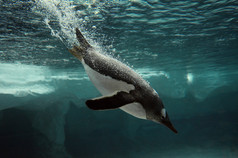 巴布亚企鹅游泳水下