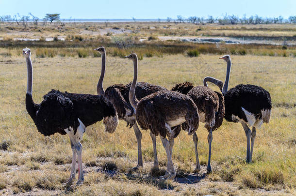 在埃托沙国家公园，纳米比亚，非洲的大草原上的<strong>鸵鸟</strong>