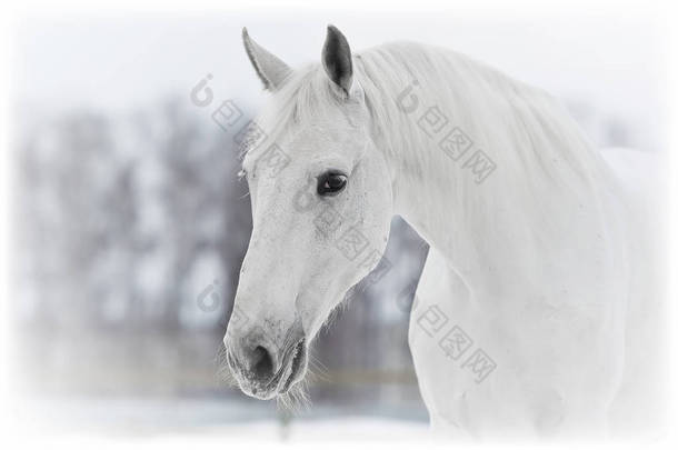 白马画像在冬季