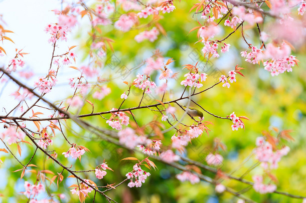 樱花和樱花的鸟 