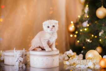 英国小猫，圣诞节和新年图片