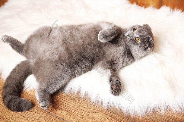 英国短发猫背上木制背景的毛皮地毯上躺
