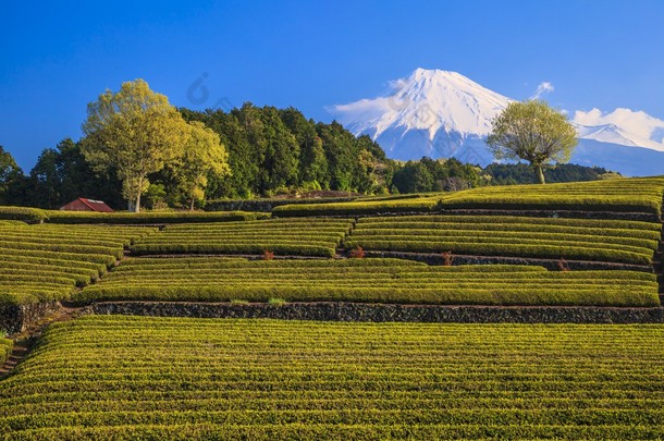 茶园和远处的富士山