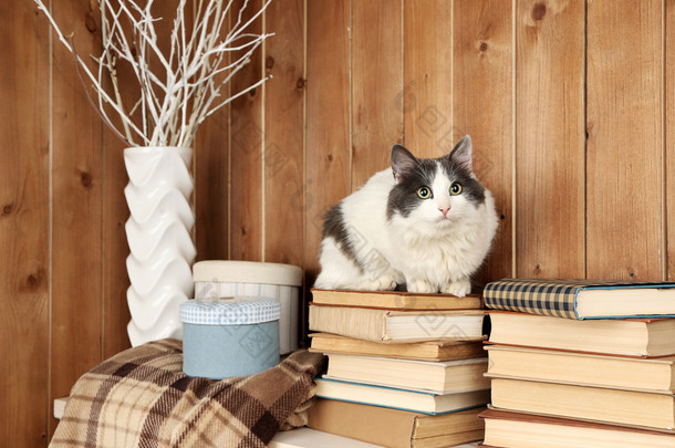 坐在书上的猫
