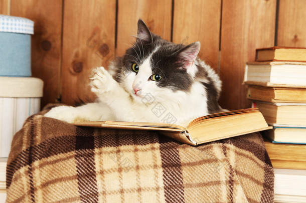 可爱<strong>的</strong>猫咪躺在格子上<strong>的</strong>书 