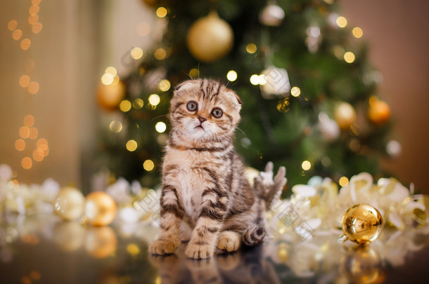 英国小猫，圣诞节和新年