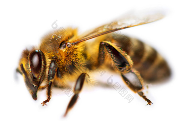 孤立的布朗蜜蜂