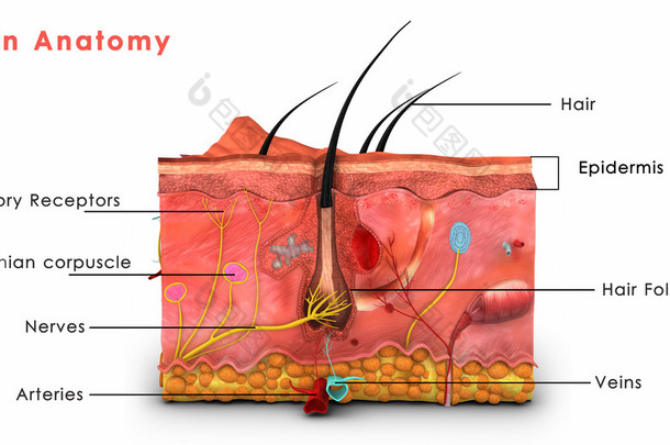 <strong>皮肤</strong>解剖