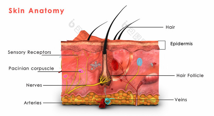 皮肤解剖