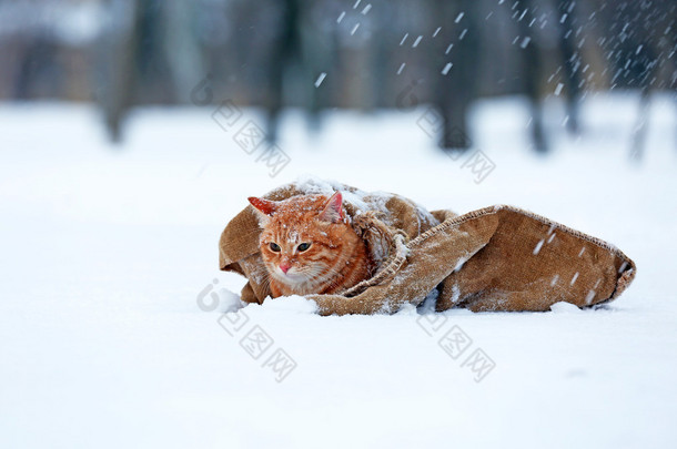 <strong>可爱</strong>的红色<strong>猫咪</strong>裹在毛毯上雪背景