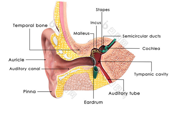 耳朵解剖