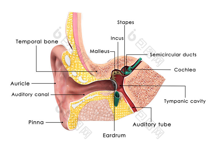 耳朵解剖