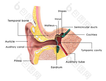 耳朵解剖图片