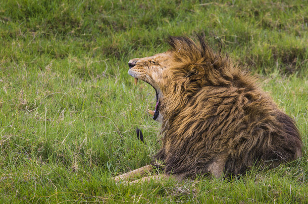 大狮子在肯尼亚马赛玛拉，露出危险的牙齿.