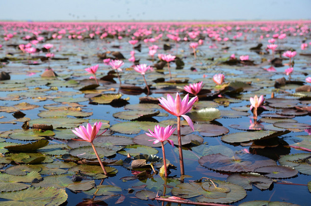 粉红色莲花湖