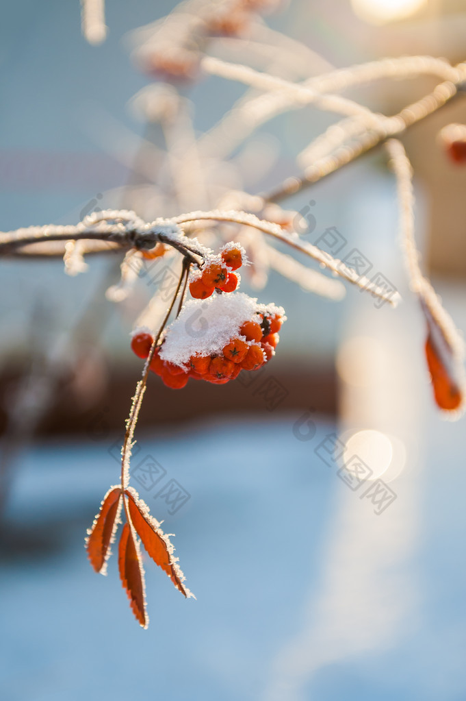 霜花楸浆果