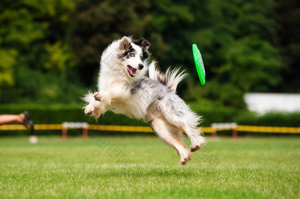 边境牧羊犬狗捕飞盘<strong>在</strong>跳