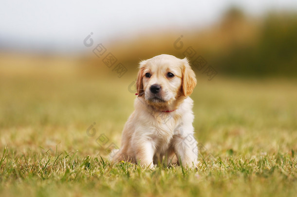 金毛猎犬站在阳光下