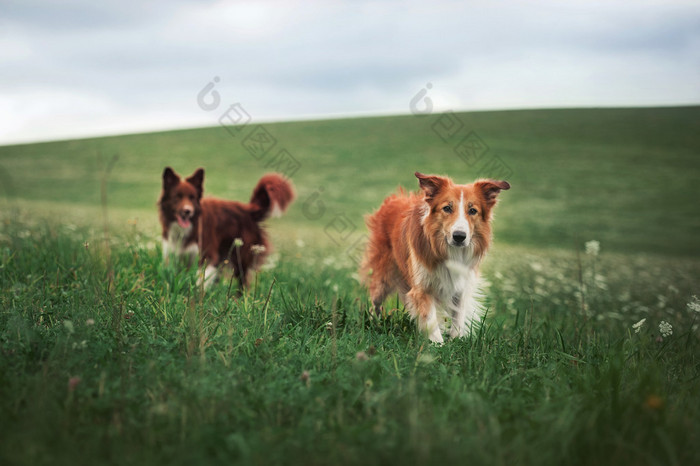 在一块草地上的两个边境牧羊犬 