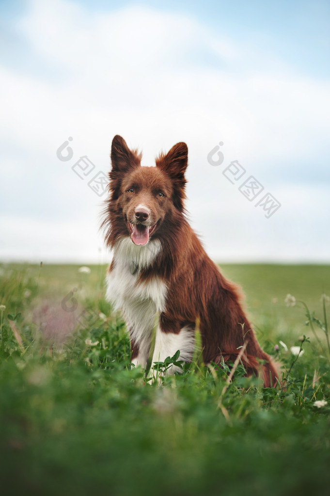 坐在草地上的红色边境牧羊犬