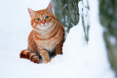红猫在洁白的雪地