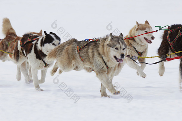 哈士奇雪橇犬在雪中运行