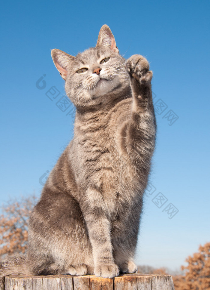 蓝猫用爪子在蓝蓝的天空的空气 橘猫