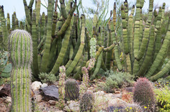 仙人掌在亚利桑那州索诺拉沙漠博物馆附近美国亚利桑那凤凰城
