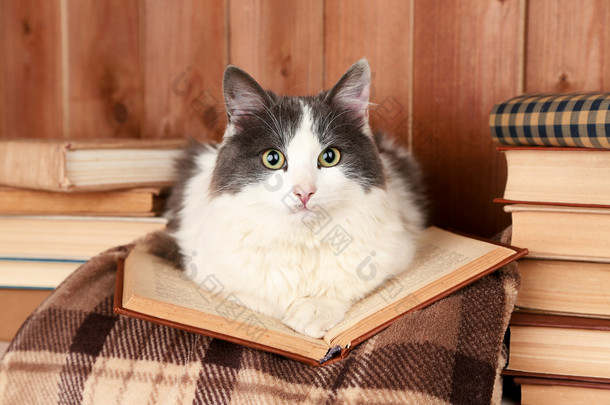 可爱的猫咪躺在<strong>格子</strong>上的书 