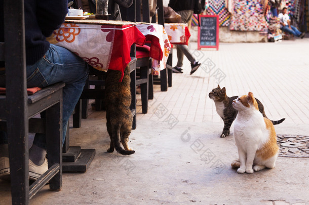 饿了街头的猫坐在摩洛哥马拉喀什餐厅表