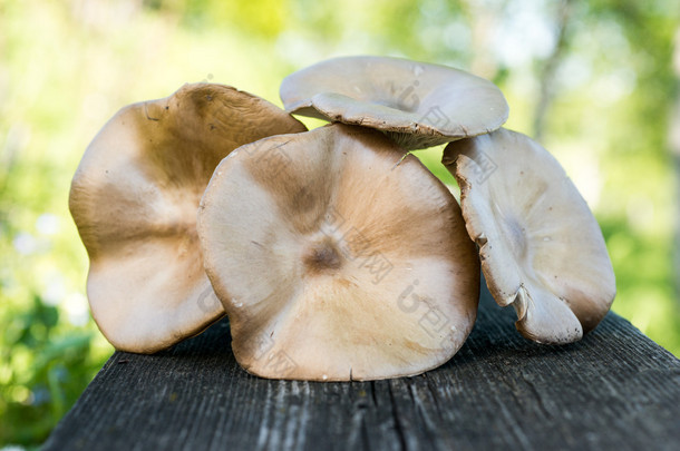 木甲板上的蘑菇