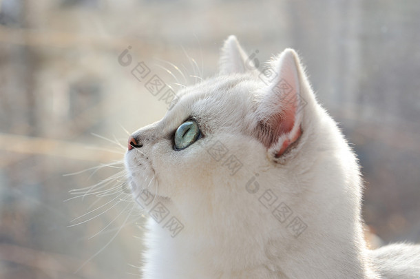在配置文件中的白色小猫的肖像
