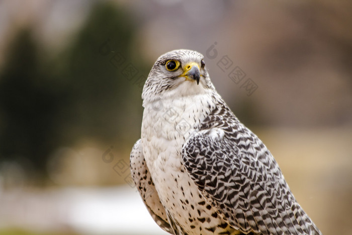 在冬天设置银 Gerfalcon