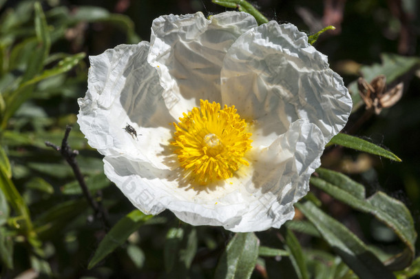 梦乡 ladanifer 胶 rockrose