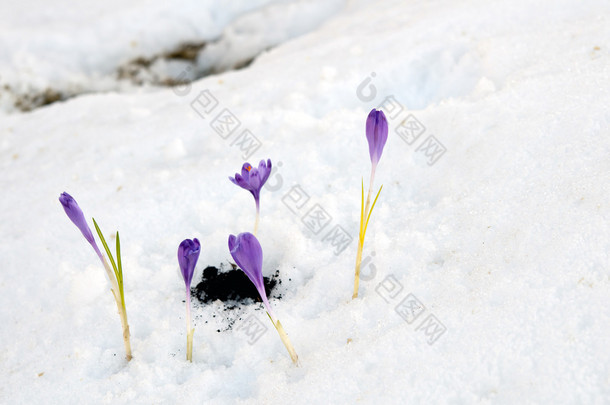 雪花莲番红花