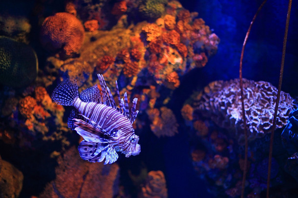 在水族馆中的狮子鱼