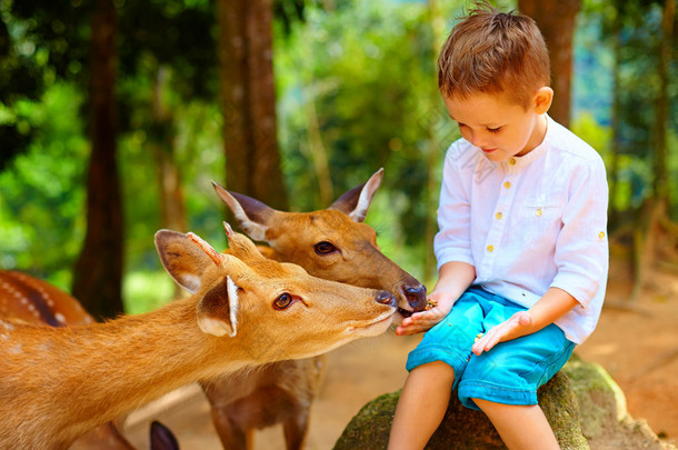 <strong>可爱的</strong>男孩从手喂养年轻鹿。专注于鹿