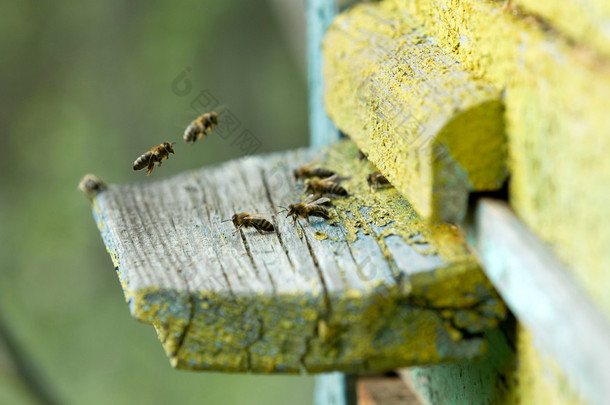 大群蜜蜂在蜜蜂的房子里