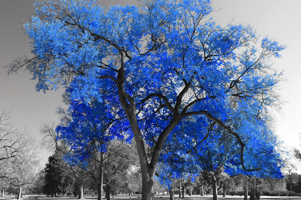 大蓝树