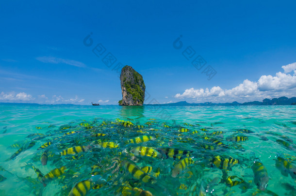 鱼在湛蓝的水中，波达海滩